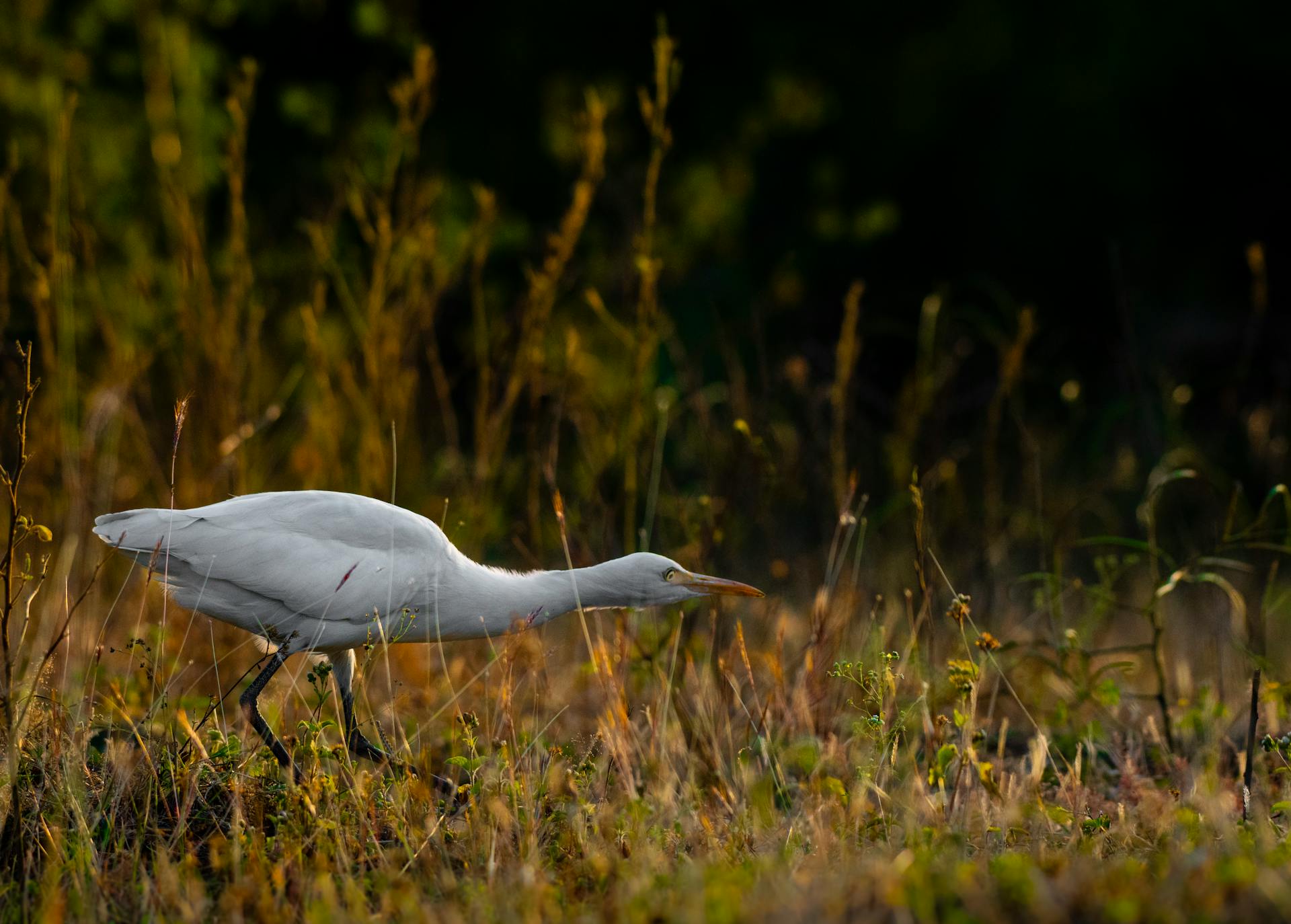 A solitary intermediate egret foraging in wetland grass during golden hour.