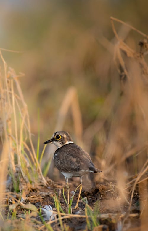 Carnivorous small bird with strong black bill and yellow eyes standing among tall grass