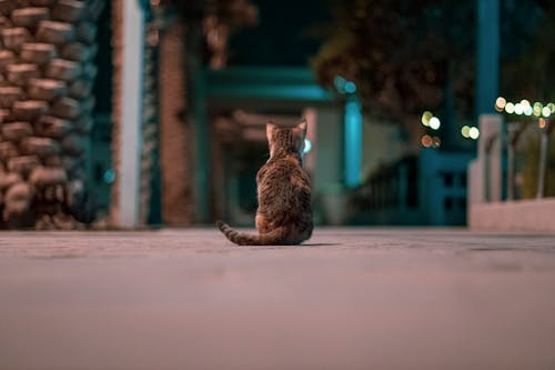 Free stock photo of background, cat, street