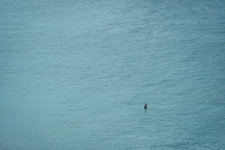 Shark Swimming In Rippling Blue Ocean