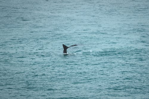 açık hava, balina, barışçıl içeren Ücretsiz stok fotoğraf