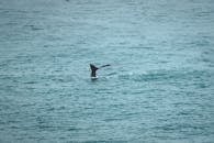Whale swimming underwater of wavy ocean