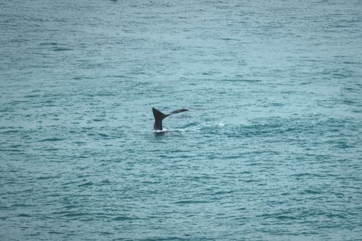 High angle of whale swimming undersea with tail over rippling water surface in daytime