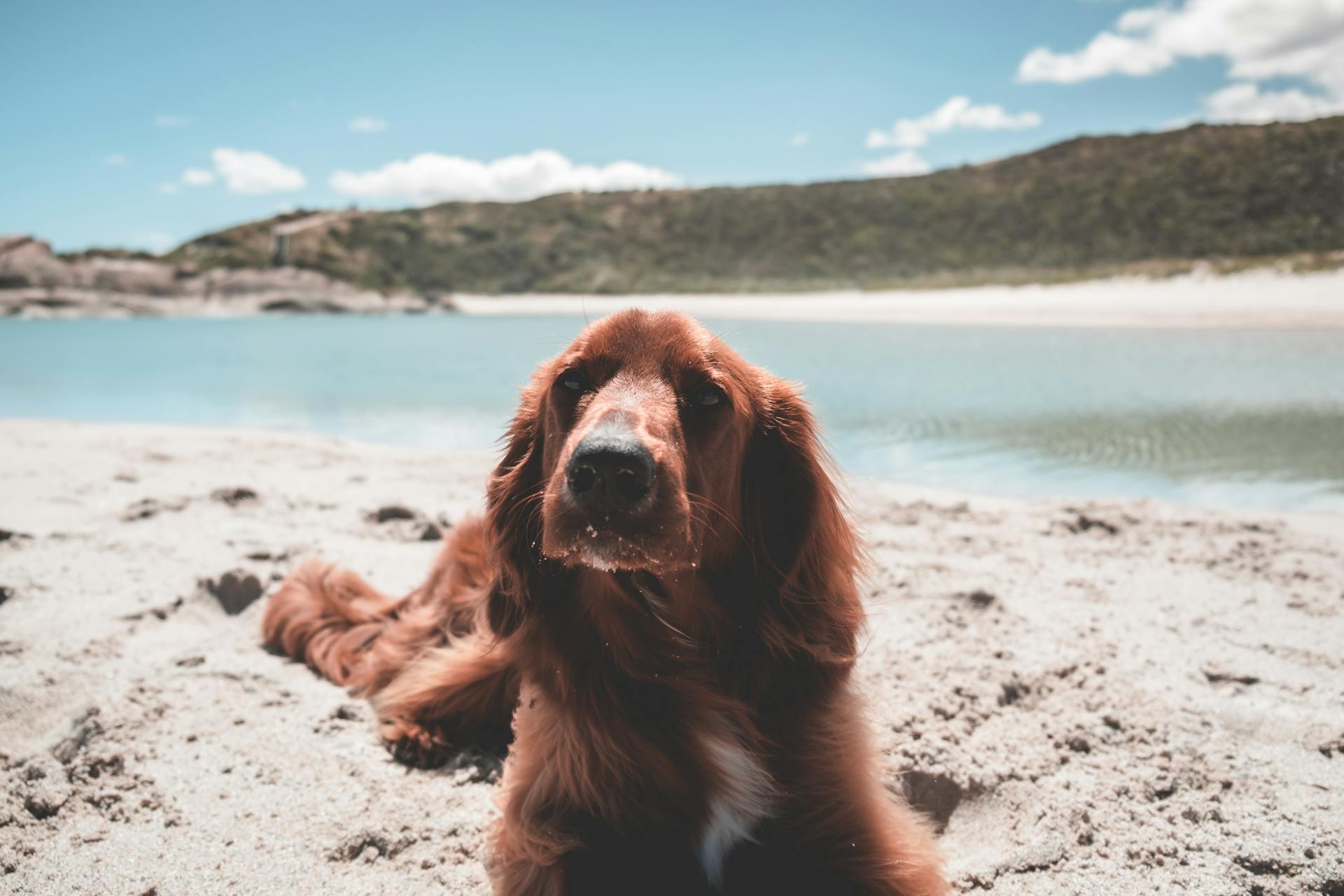 C' est un beau setter irlandais sur le rivage .