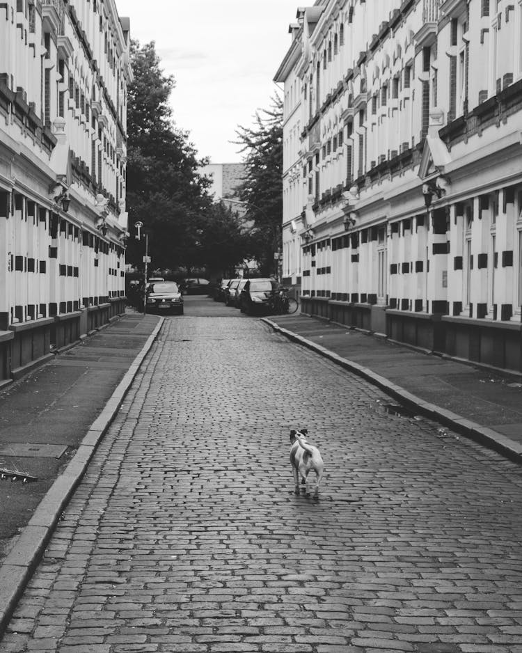 Dog Walking On Sidewalk Between Buildings