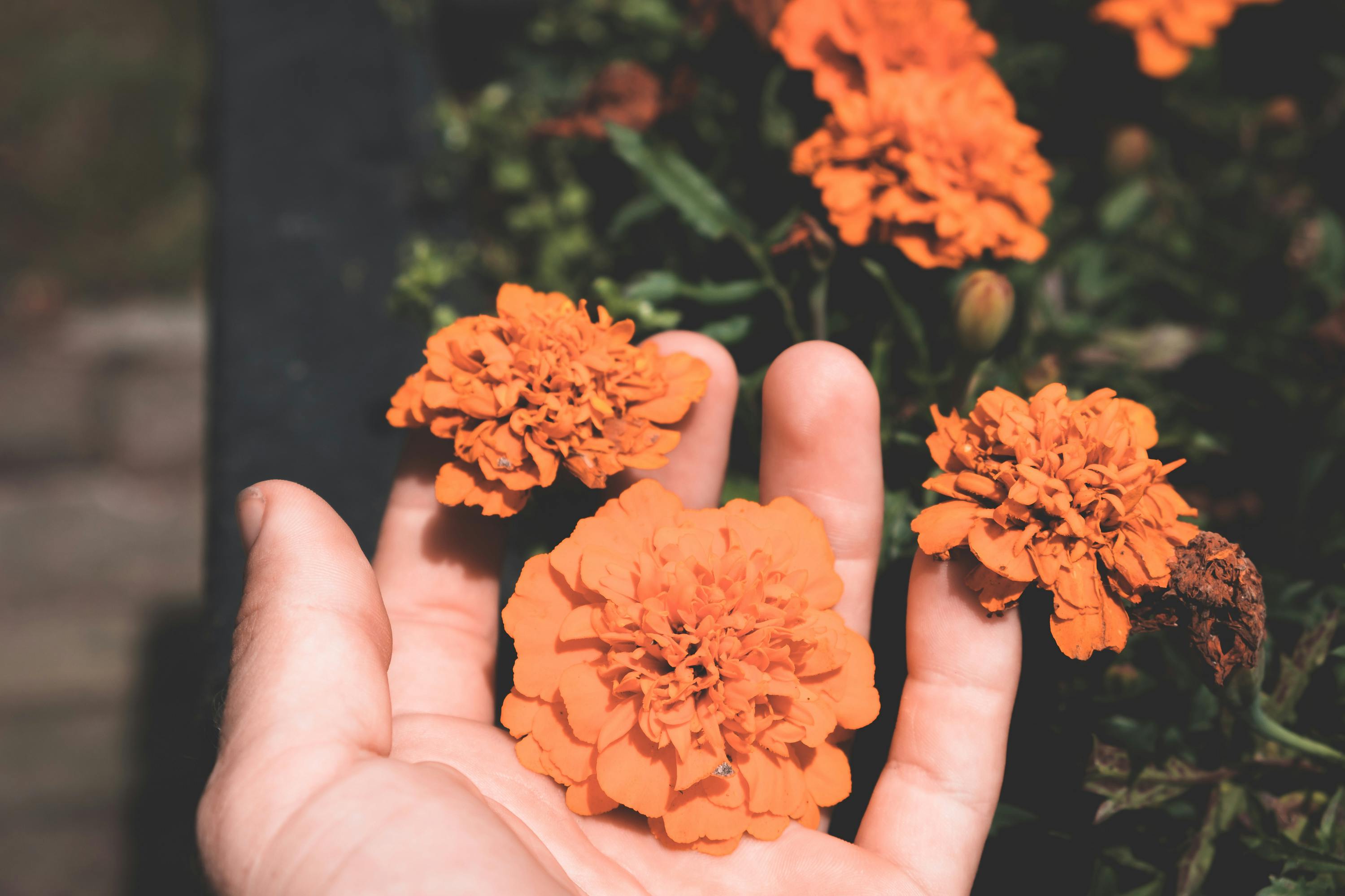 Beautiful yellow marigold flowers 750x1334 iPhone 8766S wallpaper  background picture image