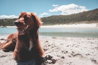 Purebred Irish Setter lying on sandy embankment of river under bright blue sky with clouds