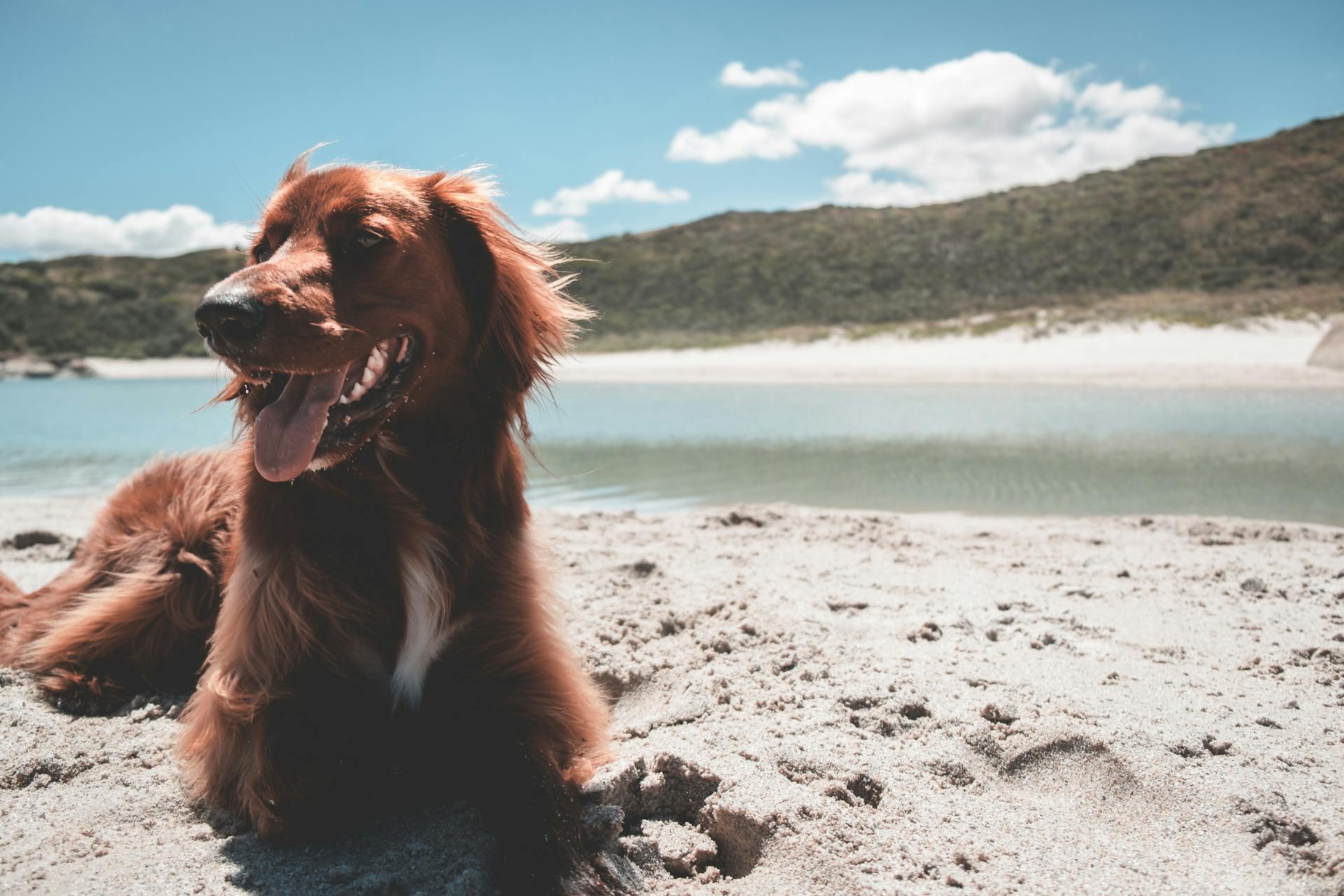 Purebred Irish Setter lying on sandy embankment of river under bright blue sky with clouds