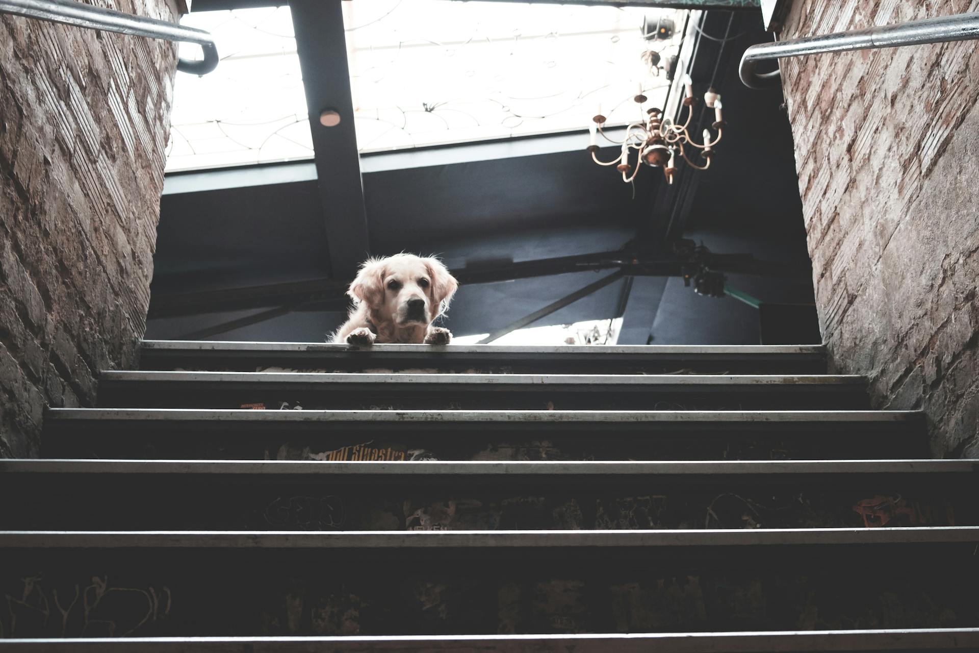 Dog lying on stairs of brick building