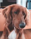 Adorable purebred fluffy Irish Setter with shiny eyes