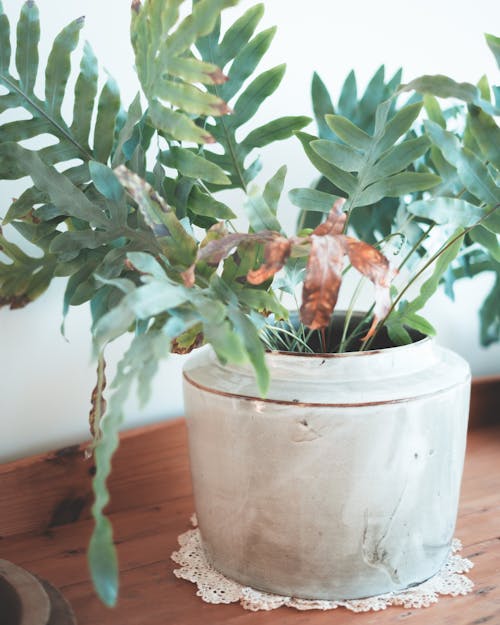 Fresh verdant plant growing in pot on wooden table of lounge in daytime