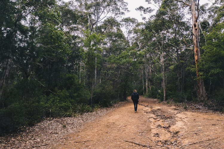 Person Walking In Green Forest In Daytime