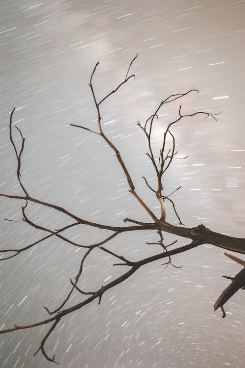 From below of leafless branch of tree against clear night sky with bright stars