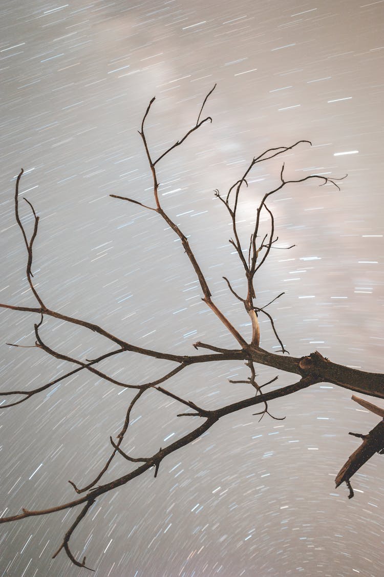 Brunch Of Tree Against Night Sky With Stars