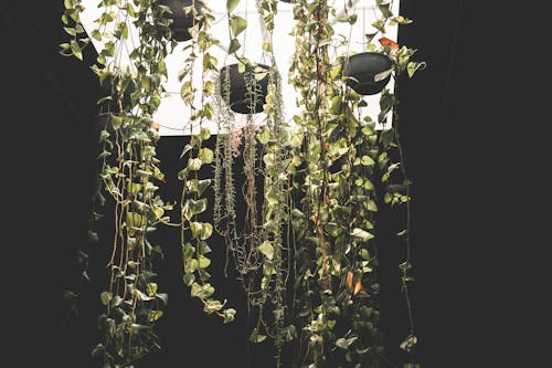 Green plants in hanging pots in dark room