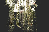 Green plants in hanging pots in dark room