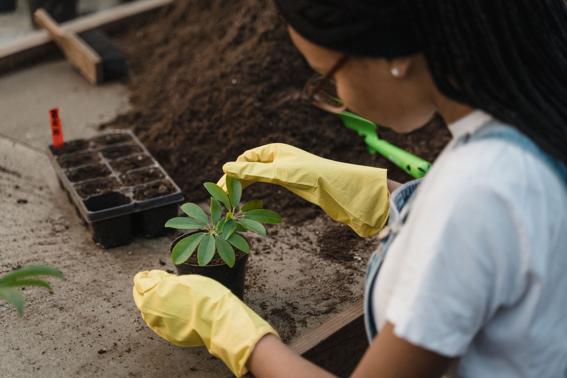 transplanting self seeded seedlings UK garden