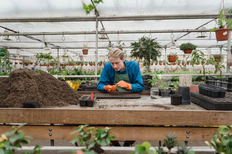 Man Planting On Seedling Tray