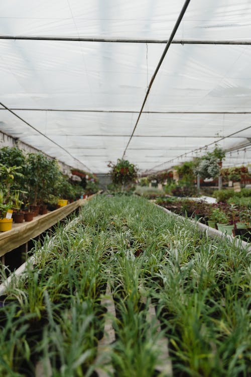 Potted Plants in Tilt Shift Lens 