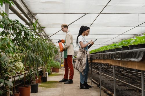 Free Two gardeners tending to plants in a greenhouse, using tools for horticulture. Stock Photo