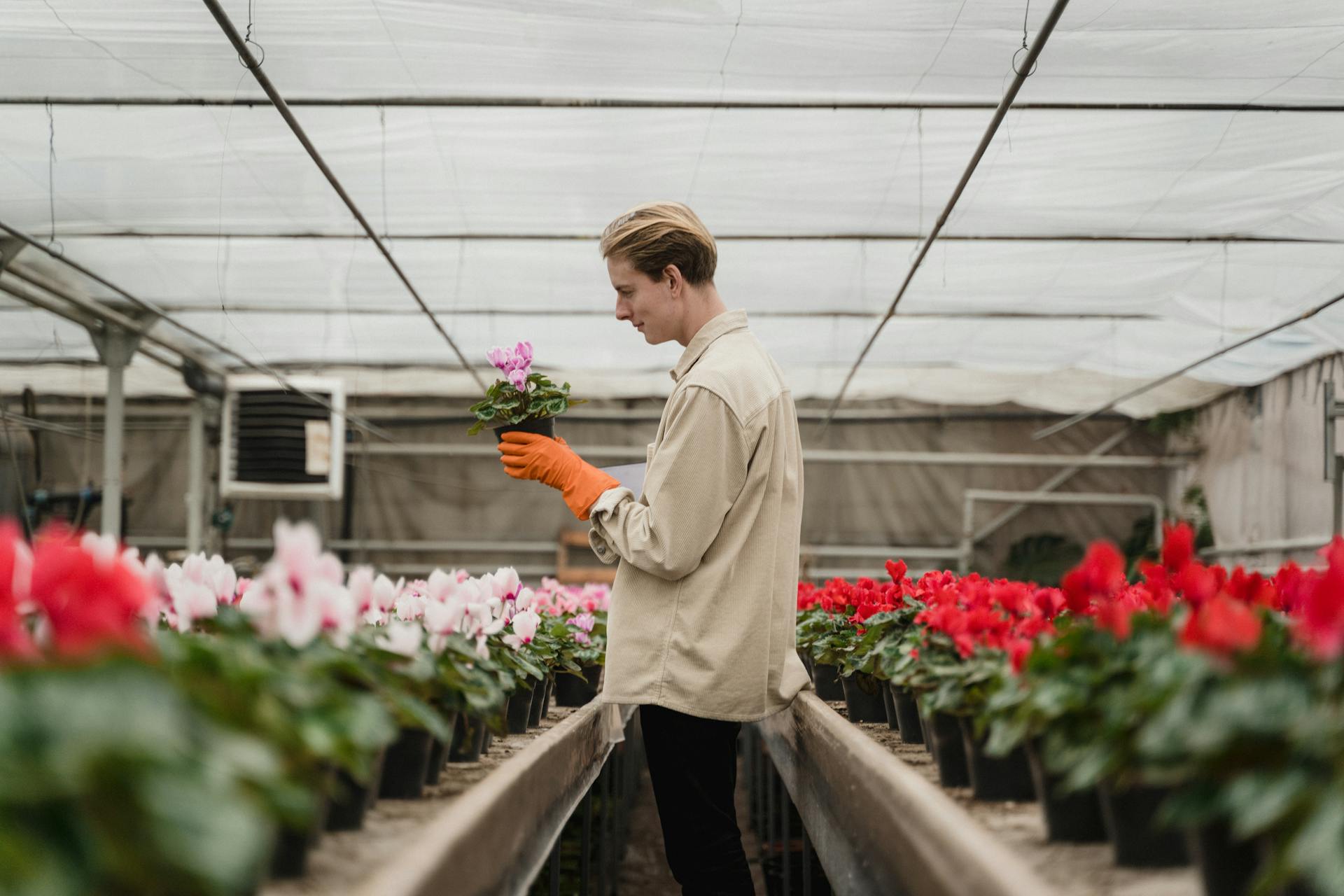 Horticulturist inspecting pink cyclamen flowers in a greenhouse setting.