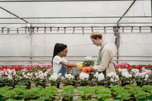 Horticulturists taking care of Plants 