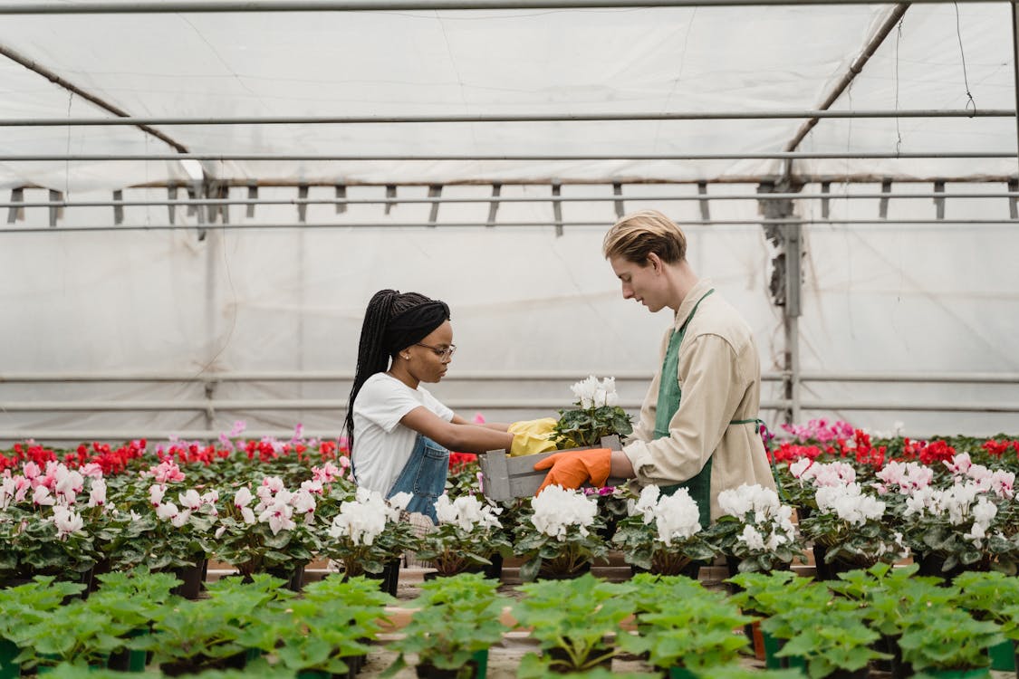 Free Horticulturists taking care of Plants Stock Photo