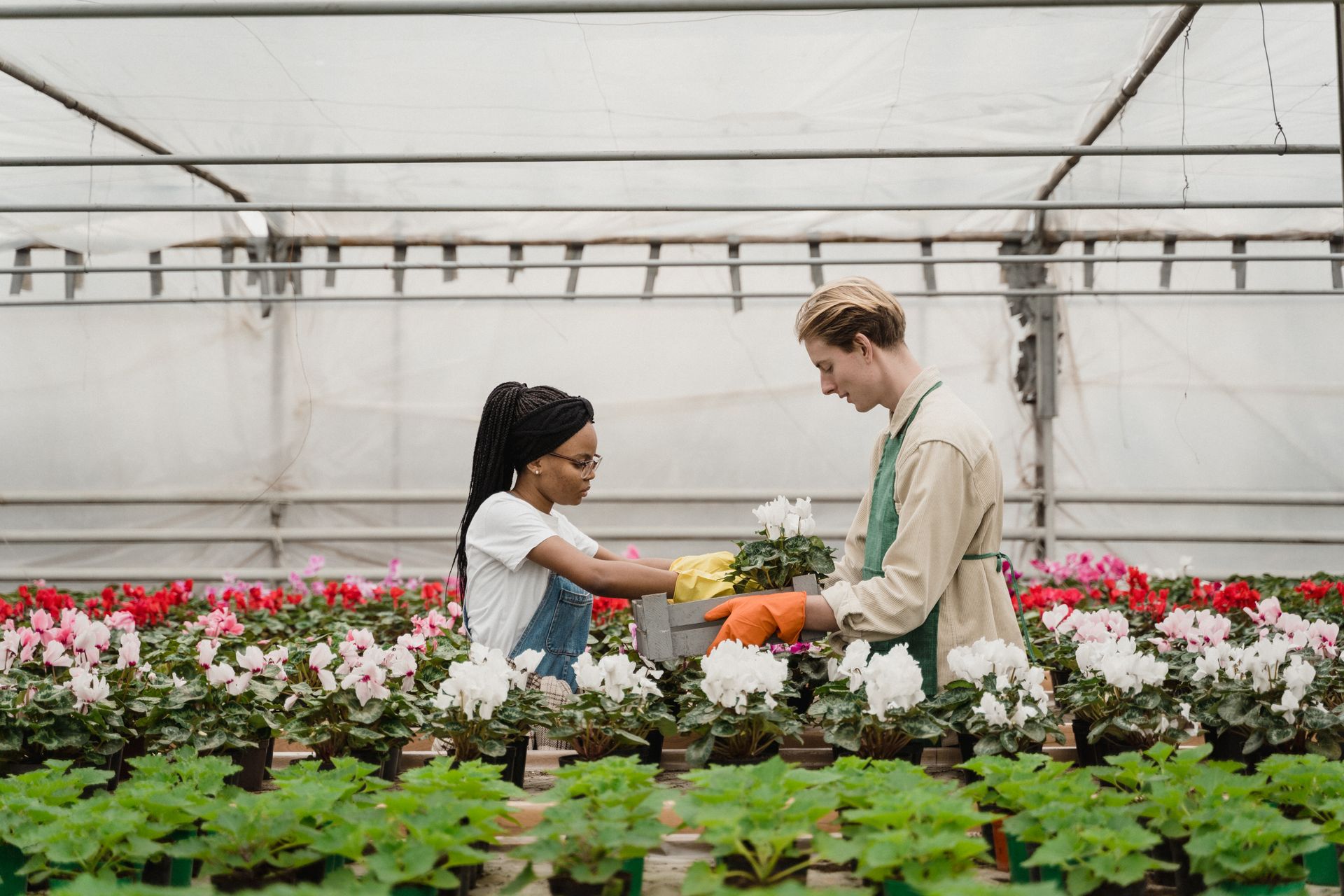 Horticulturists taking care of Plants