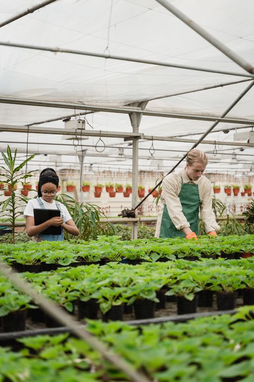 Free Two horticulturists tending to potted plants inside a greenhouse. Stock Photo