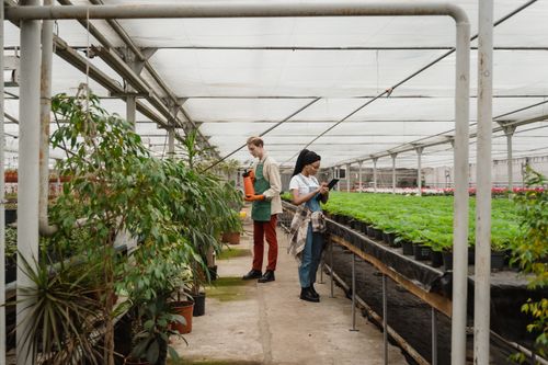 Free Two young gardeners tending plants in a spacious greenhouse, focused on plant care and cultivation. Stock Photo