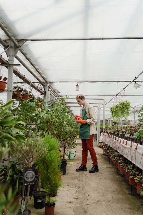 Horticulturist looking at Plants 