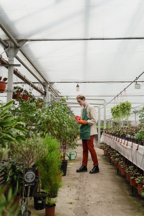 Gratis arkivbilde med blader, blomsterplanter, botanikk