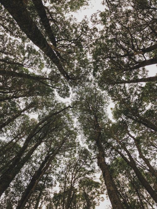 Free View from below of towering trees forming a lush forest canopy. Stock Photo