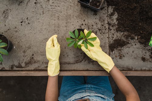 Free Person in Yellow Gloves Checking a Green Plant Stock Photo