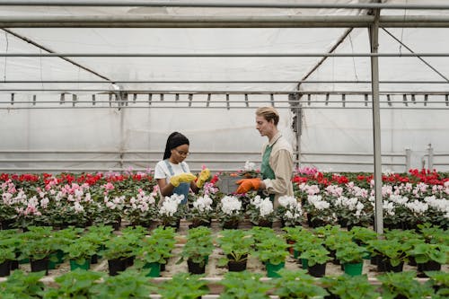 Imagine de stoc gratuită din centrale, cu flori, cultivare