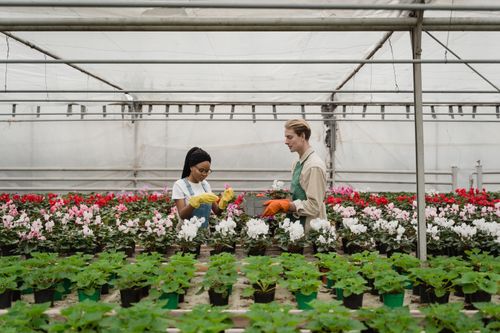 Free Two gardeners tending to flowering plants inside a greenhouse filled with vibrant blooms. Stock Photo