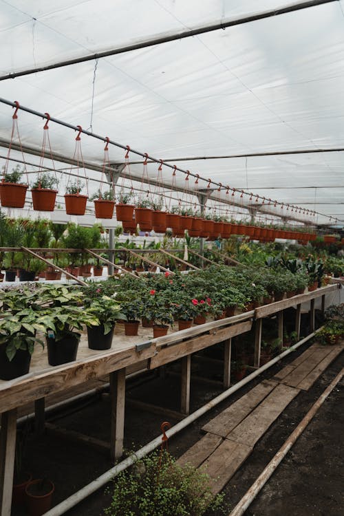 Potted Plants Inside a Hothouse