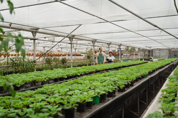 People Walking Together Inside A Hothouse