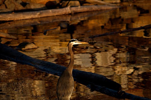 Free stock photo of great blue heron