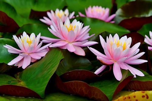 Lotus Flowers in Garden