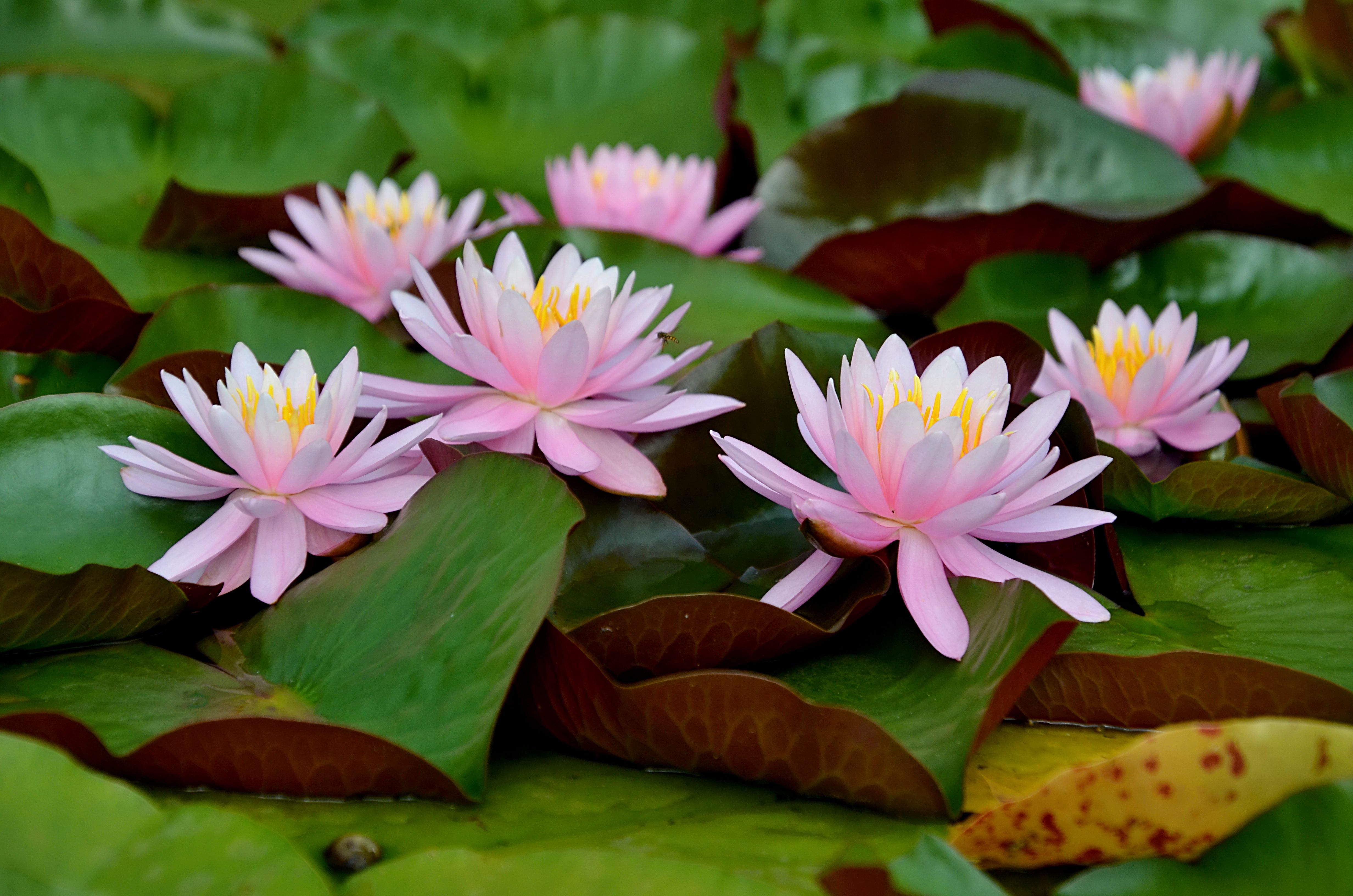 Fotomural Primer plano de lirios de agua rosas en flor flotando elegantemente sobre hojas verdes vibrantes en un estanque sereno.