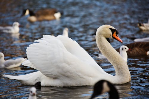 Gratis stockfoto met birdwatching, dieren in het wild, eenden