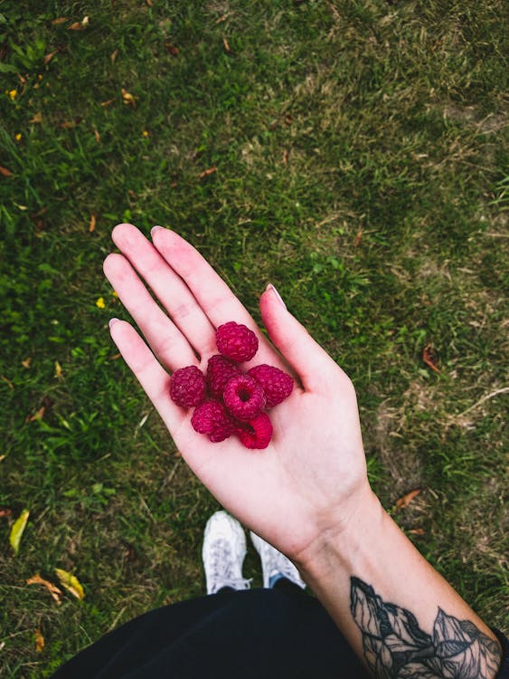 A Person Holding a Raspberry Fruit · Free Stock Photo