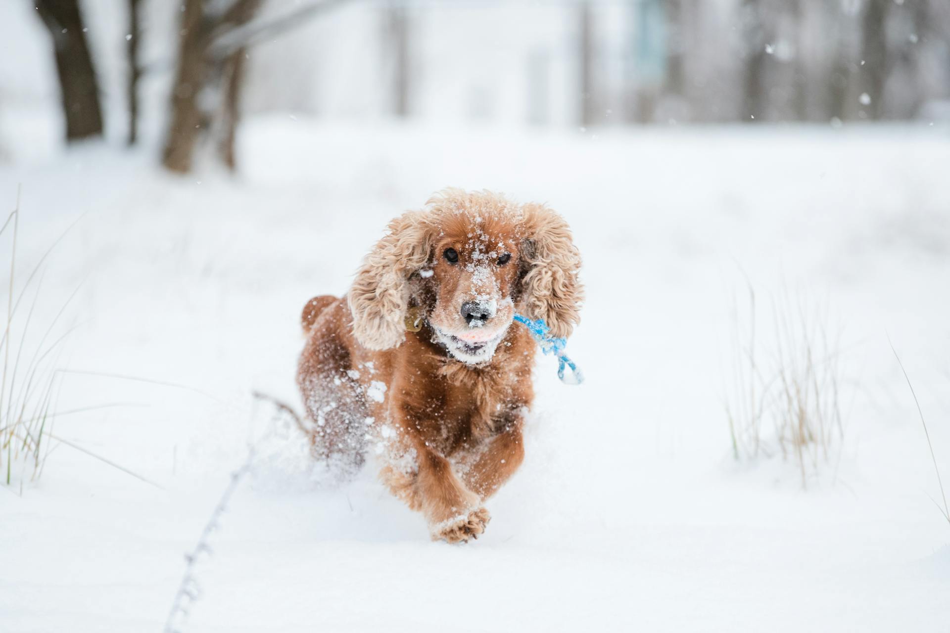 En cocker spaniel som springer på snön