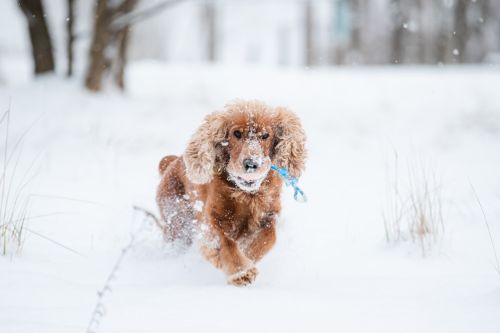 Free Cocker Spaniel dog playfully dashing through a snowy landscape during winter. Stock Photo