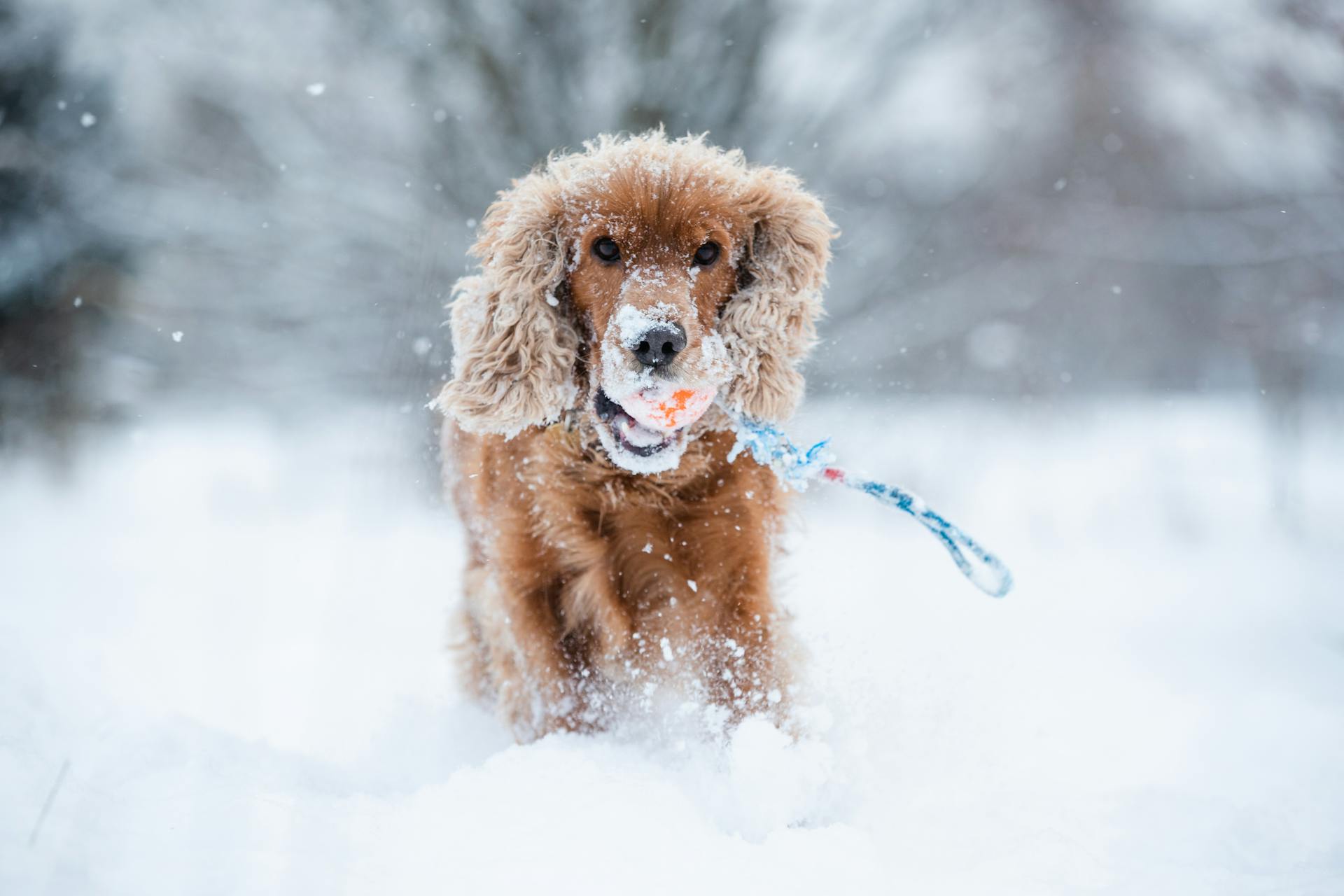 Close-Up Shot of a Brown Cocker Spaniel Dog Running on Snow