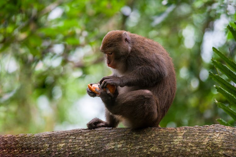 Monkey With Fruit On Tree