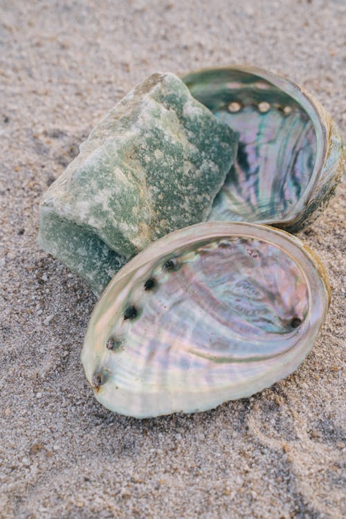 Close Up Photo of Shells With Green Stone