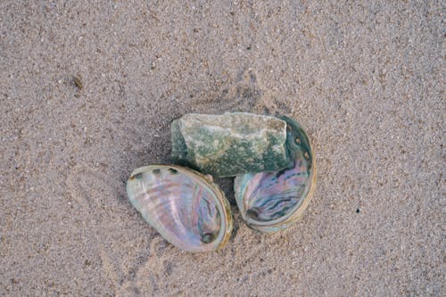 Free Seashells With Green Stone On White Sand Stock Photo