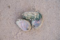 沙滩上色彩缤纷的贝壳中放置的念珠特写